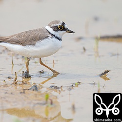 コチドリも多かったです。