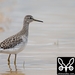 タカブシギはあちこちで観察できました。