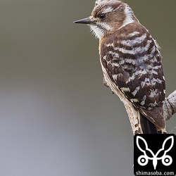 リュウキュウコゲラはライファーでした。^^