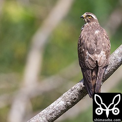 しきりに上空を気にしていました。サシバの群れでも通過しているのでしょうか。