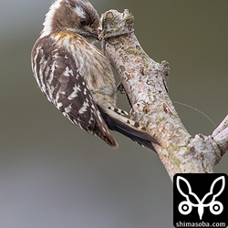 枝をつついては小さな虫を捕まえているようでした。リュウキュウコゲラのオス。