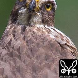 越冬組ではなく渡りの途中と思われるサシバ。超トリミングなんで画像が小さいです…。^^;