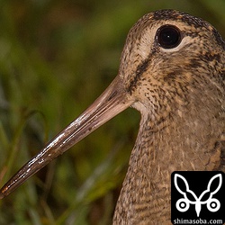 独特な顔つき。アマミヤマシギもいつか会いたいものです。