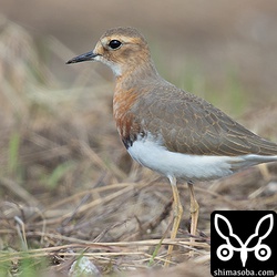 一番近くまで寄ってきたオオチドリ。座って待っていると餌を探しながら向こうから近づいてくることもありました。