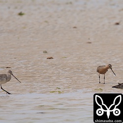 オオソリハシシギ夏羽も1羽いました。