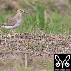 オオチドリ幼鳥。
