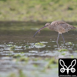 ホウロクシギは潮の引いた海岸でカニをたくさん捕まえていました。