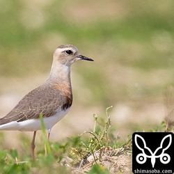 最初に発見したオオチドリは百数十羽のムナグロの群れに交ざっていました。