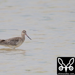 比較的近くまで寄ってきてくれた個体。