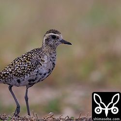 こちらはやっと胸のあたりが黒くなりかけたムナグロ。