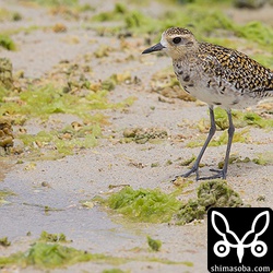 ムナグロは目の前に。