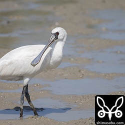 クロツラヘラサギは減ってきたような気がします。