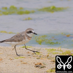 メダイチドリも数羽いました。