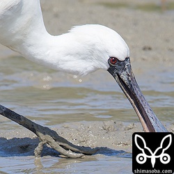 目が赤いので幼鳥です。