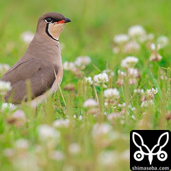 クローバーが所々にある草地でツバメチドリは休んでいました。