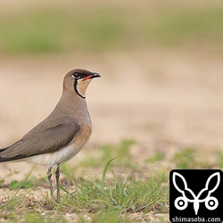 大半がこのような草地。街中にある草地ですが、ツバメチドリなどの良い休憩場所になっているようです。