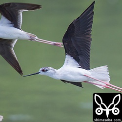 三角池はすっかり寂しくなりました。セイタカシギのみ。