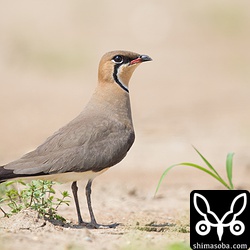 ツバメチドリが数羽、人参畑に。