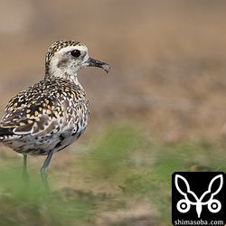 ムナグロも人参畑に。カタツムリを食った後で、くちばしに粘膜がくっついています。