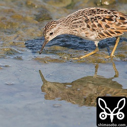 こちらも同じ群れのヒバリシギ。美しい夏羽。