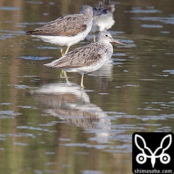 アオアシシギも美しい夏羽へ。