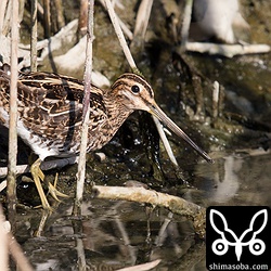 恥ずかしがり屋のジシギ。