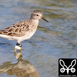 フラッグ付きのヒバリシギ夏羽。