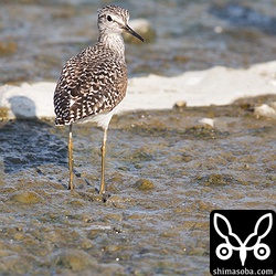 タカブシギも夏羽。