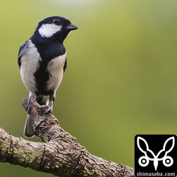 左足でクモを押さえています。この後、巣へと運んで行きました。