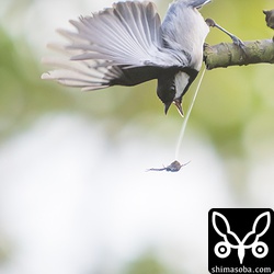 慌てたシジュウカラと必死で逃げるクモ。