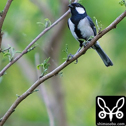 オキナワシジュウカラ。イシガキシジュウカラに比べるとずいぶん白っぽく見えます。