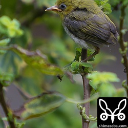 親が一生懸命呼んで、高い木の方へ誘導していました。