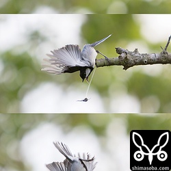 枝先にクモを見つけるが、クモがジャンプ!! すかさず追いかけたシジュウカラは首尾よくクモを捕まえました。^^