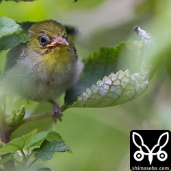 葉っぱの長さは4センチほど。メジロの巣立ち雛は小さくて色合いも緑なので少し目を離すと見失います。