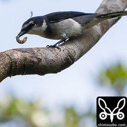 リュウキュウサンショウクイのオスがイモムシを捕まえました。