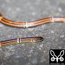 林道にオキナワハイがいました。ハブの5倍の強さの毒を持つそうですが、性格は穏やかなので実害はないそうです。