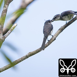 イモムシをメスに渡すリュウキュウサンショウクイのオス。