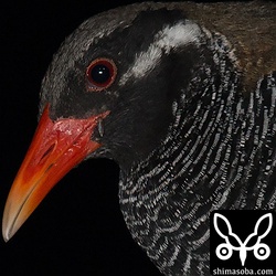 よく見るとくちばしの付け根を吸血虫にやられています。^^;