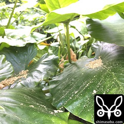 巣穴の下のクワズイモの葉に木屑が積もっていた。