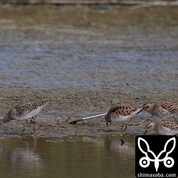 池の一番奥には、ウズラシギとヒバリシギとタカブシギが一緒に採餌。遠い…。^^;