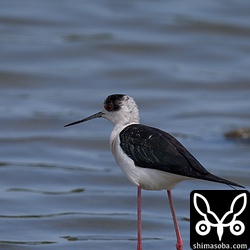 セイタカシギは入れ替わっているのかいないのか、ずーっといます。