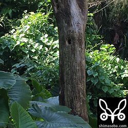 アカショウビンは沖縄本島南部、自宅から車で30分ほどのポイントで営巣。穴を掘ったのは数日以内のようです。