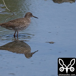 すっかり夏羽に変わったアカアシシギ。
