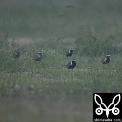 100羽ほどのムナグロが暴風大雨に耐えていました。