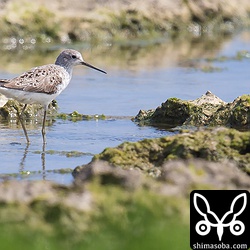 コアオアシシギは5羽ほどいました。