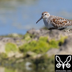 夏羽が美しいハマシギ。