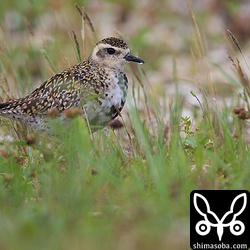 草陰で雨をしのぐムナグロ。