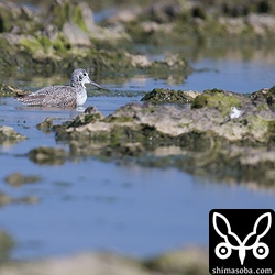 水浴びするアオアシシギ。
