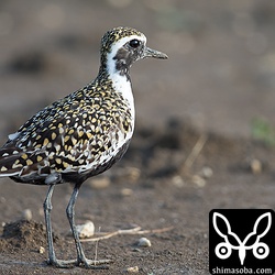 午後5時には雨も上がり、ムナグロたちは餌探し。