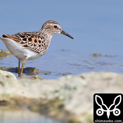 ヒバリシギもいました。
